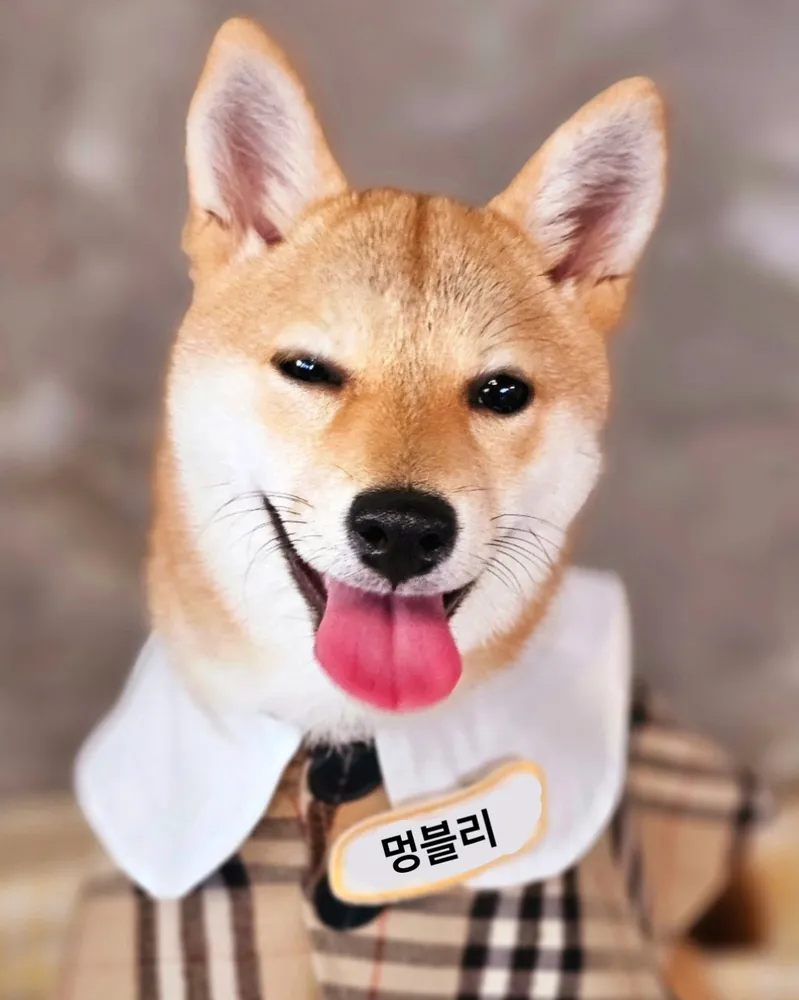 멍블리 애견카페/유치원/호텔 대표 이미지