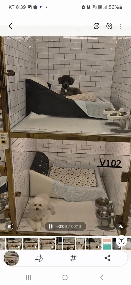 뽀도독애견호텔 대표 이미지