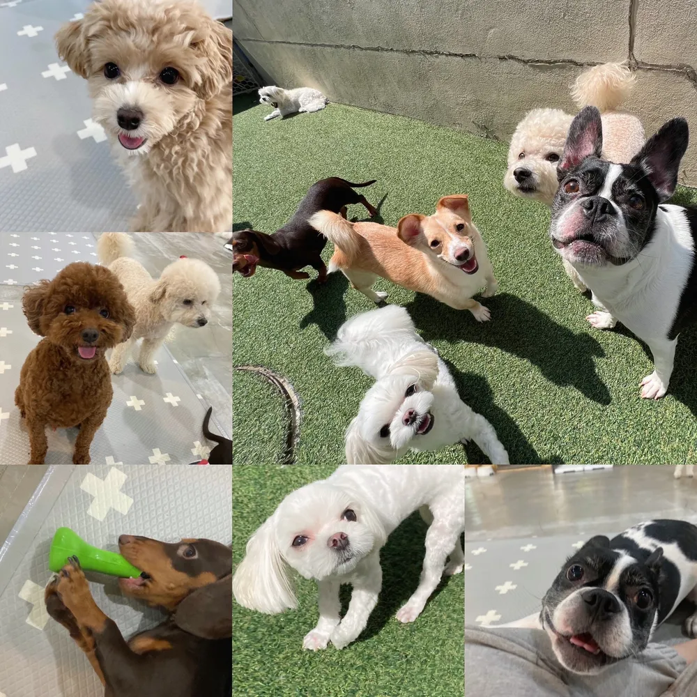 달중이네 펫호텔 대표 이미지