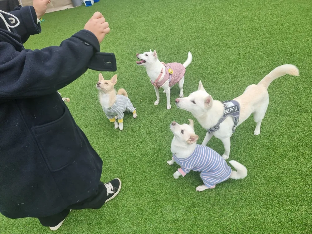 굿독플러스 애견유치원, 호텔, 운동장 대표 이미지