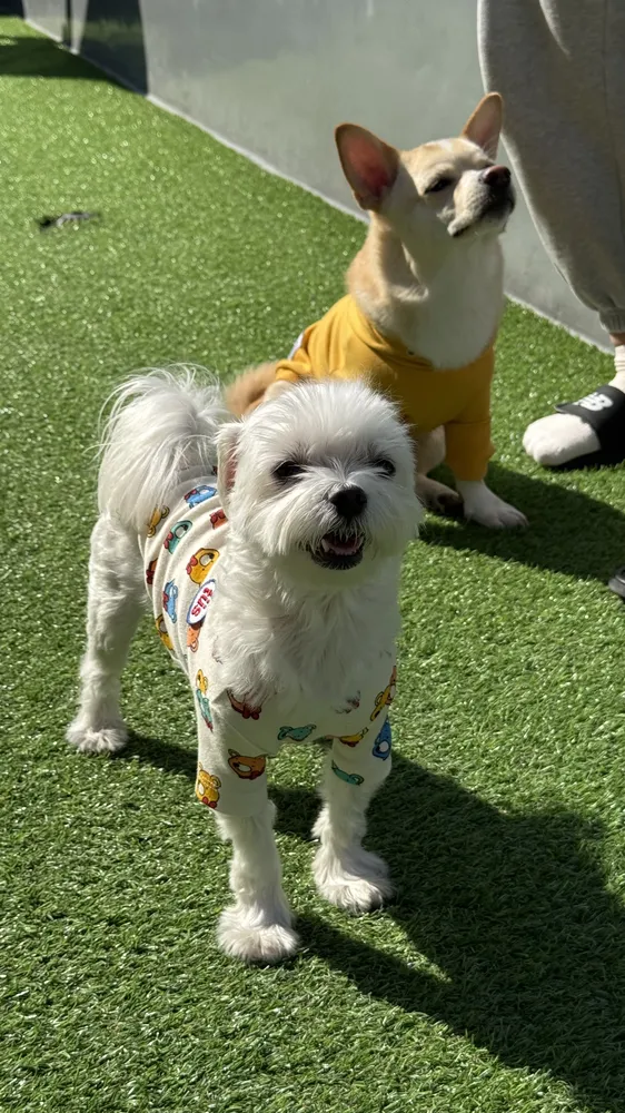 도그와트 강아지 유치원 대표 이미지