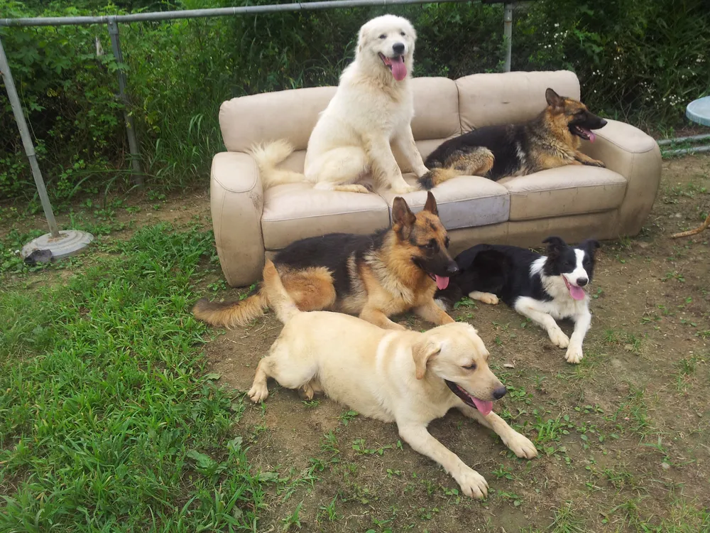 Dogs and Human 대표 이미지