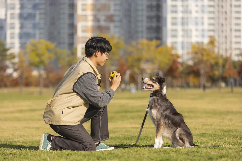 강아지방문훈련 올바른참견 대표 이미지
