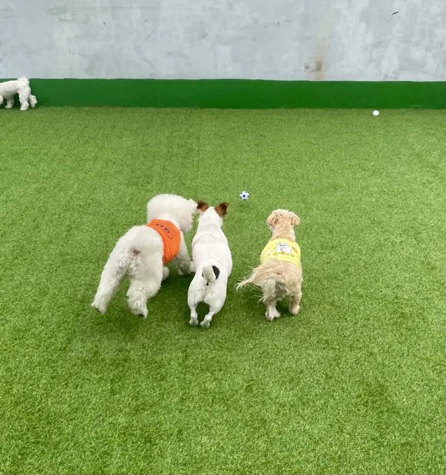 제제네멍치원 강아지유치원 대표 이미지