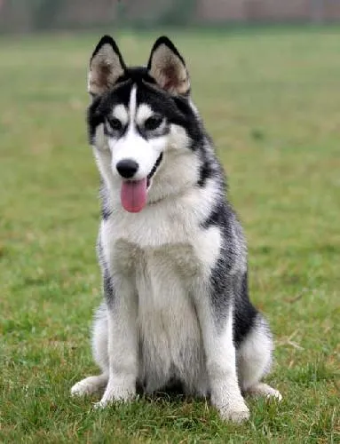102Dog 대표 이미지