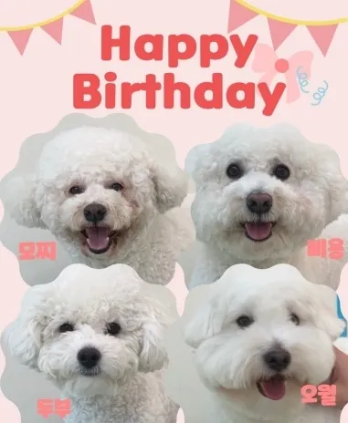킨더퍼피 프리미엄 강아지유치원 애견 유치원 명지직영점 대표 이미지