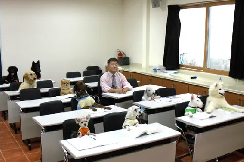 필애견훈련학교 대표 이미지