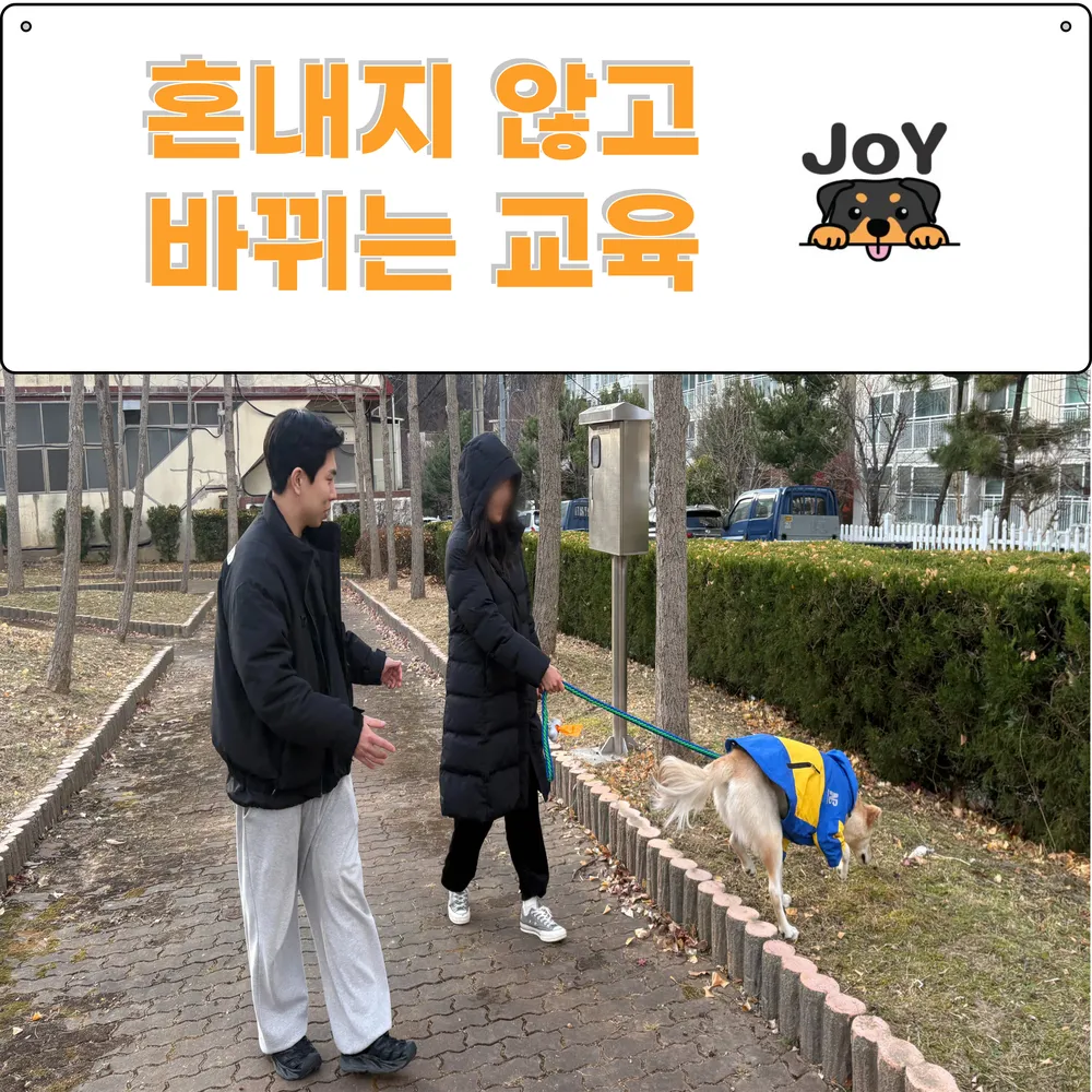 조이 애견방문훈련 대표 이미지