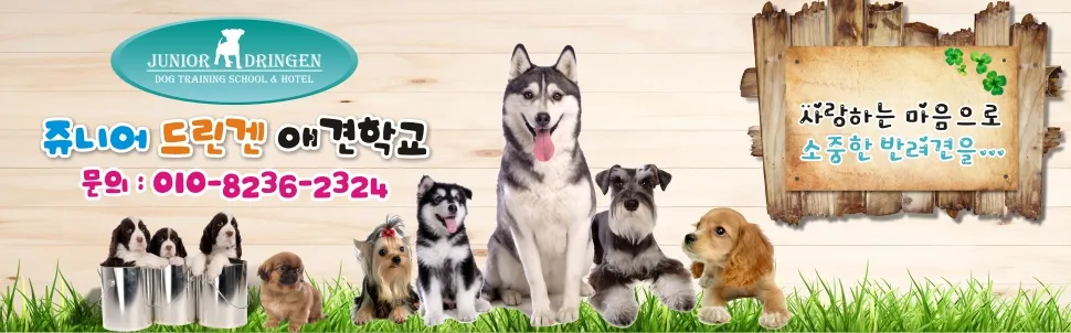 쥬니어드린겐애견유치원 대표 이미지