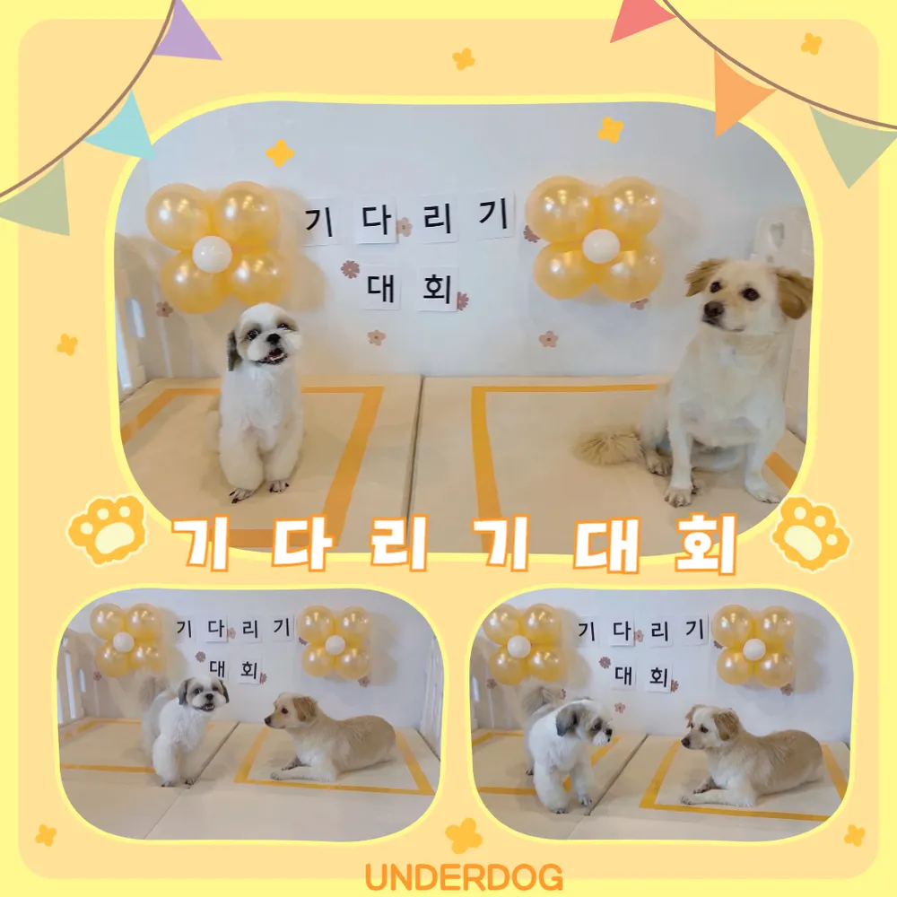 언더독유치원 대표 이미지
