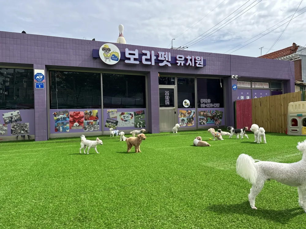 보라펫유치원 대표 이미지