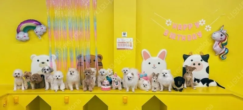 멍멍스쿨 대표 이미지
