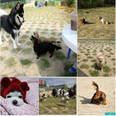 도그프랜드 대표 이미지