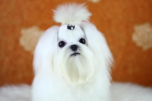 15애견훈련소 대표 이미지