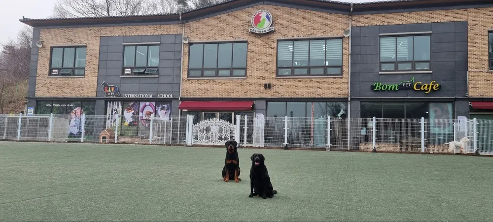 임애견훈련학교 대표 이미지