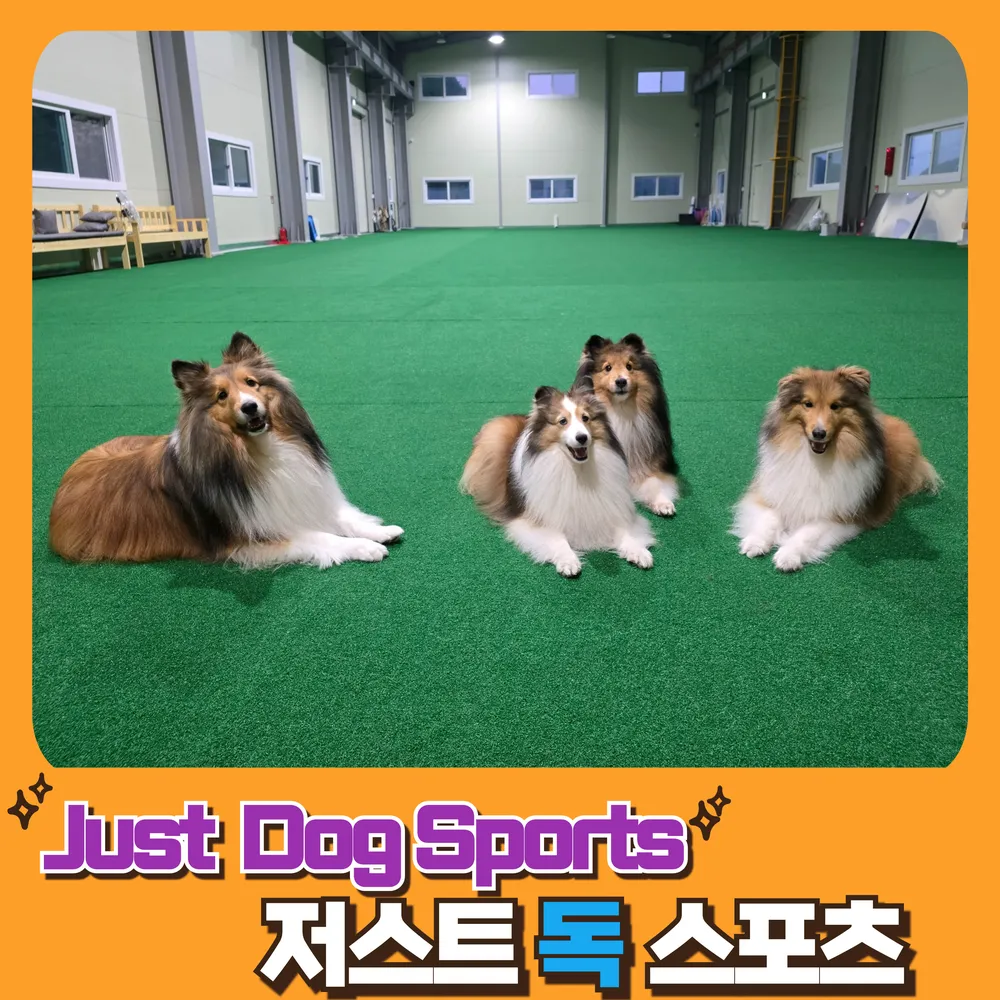 저스트독스포츠 대표 이미지