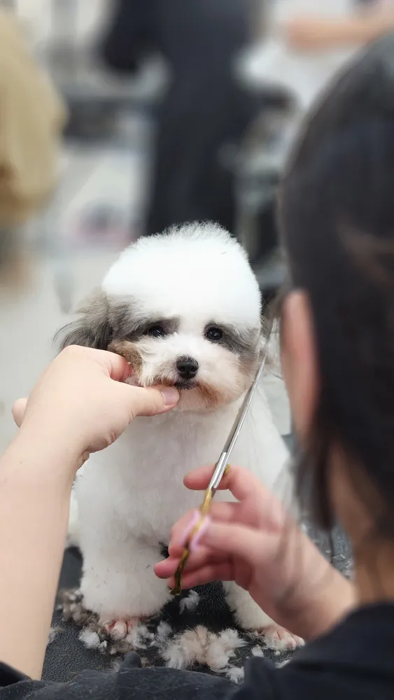 더코펫 애견미용학원 애견훈련학원 대표 이미지