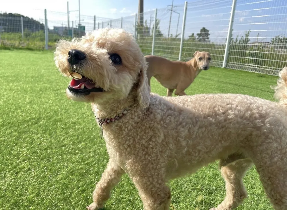 다움반려견스쿨 대표 이미지