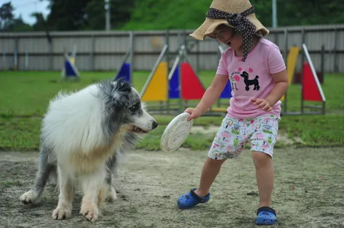 신비로애견학교 대표 이미지