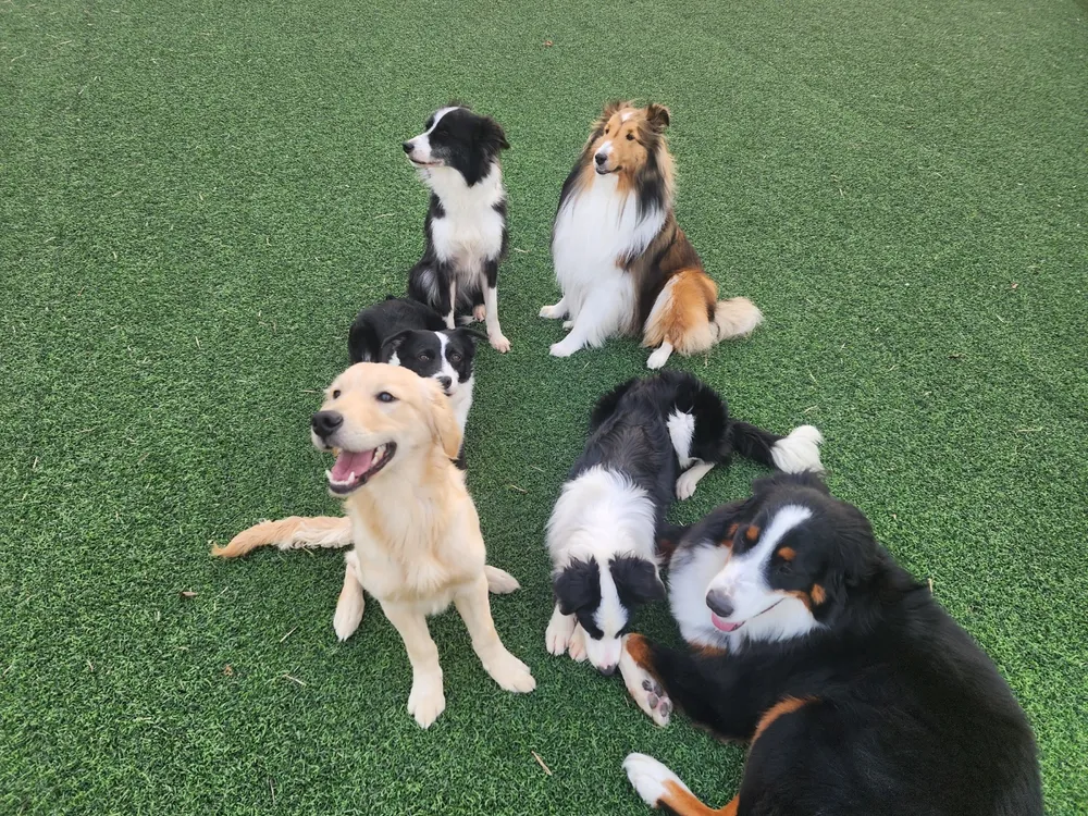 180Dog 애견유치원 대표 이미지