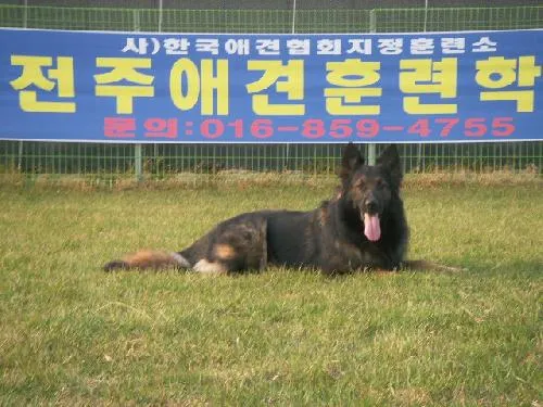 전주애견훈련학교 대표 이미지