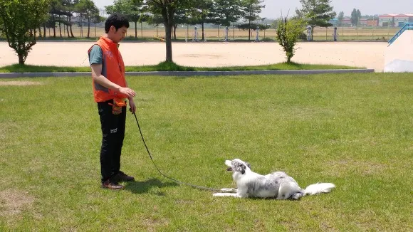 패밀리 독스쿨 대표 이미지