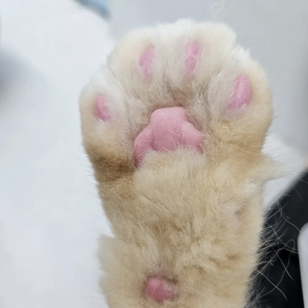 고양이미용호텔 미야옹 대표 이미지
