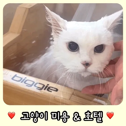 마곡 고양이 미용 호텔 마고미 대표 이미지