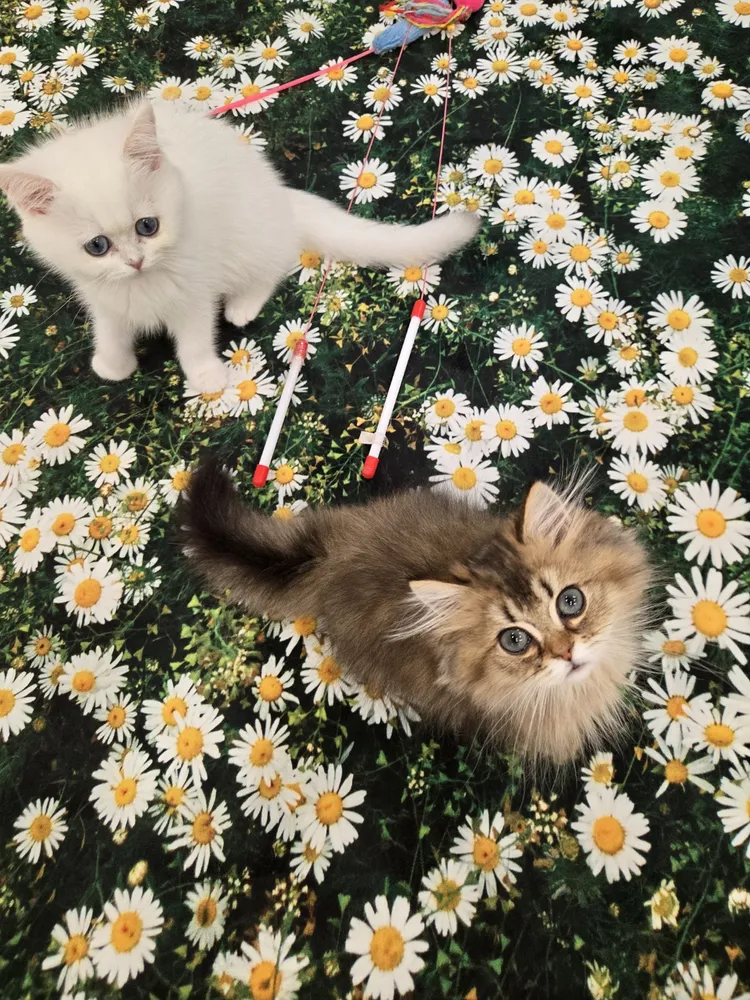 놀면묘하냥 은평점 대표 이미지