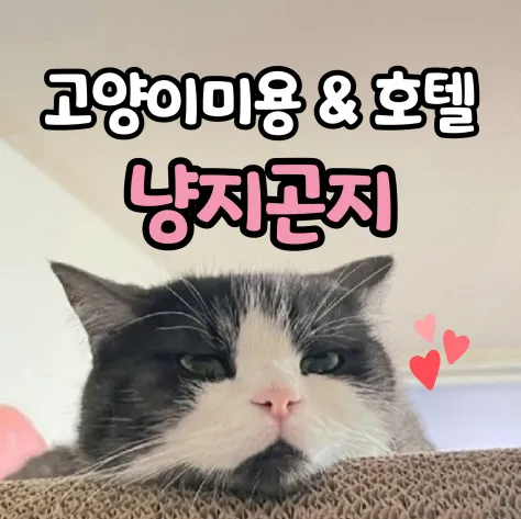고양이무마취미용 냥지곤지 대표 이미지