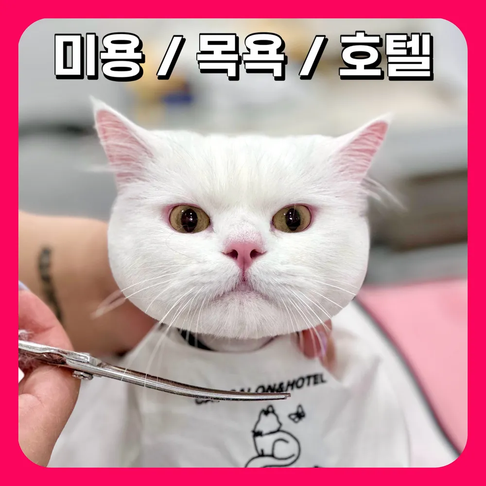 부산고양이미용&호텔 무냥무냥 대연점 대표 이미지