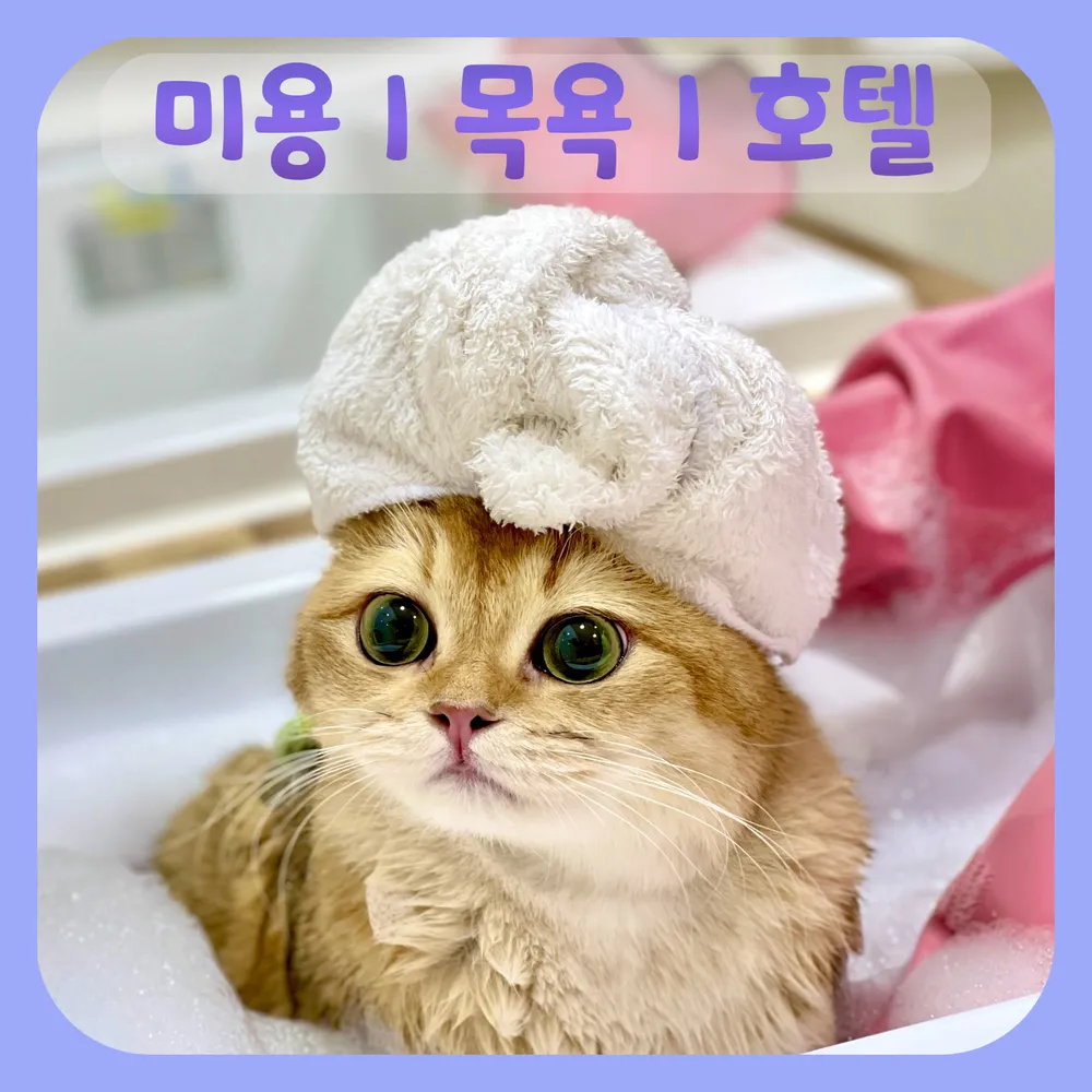 고양이무마취미용 무냥무냥 부산서면점 대표 이미지