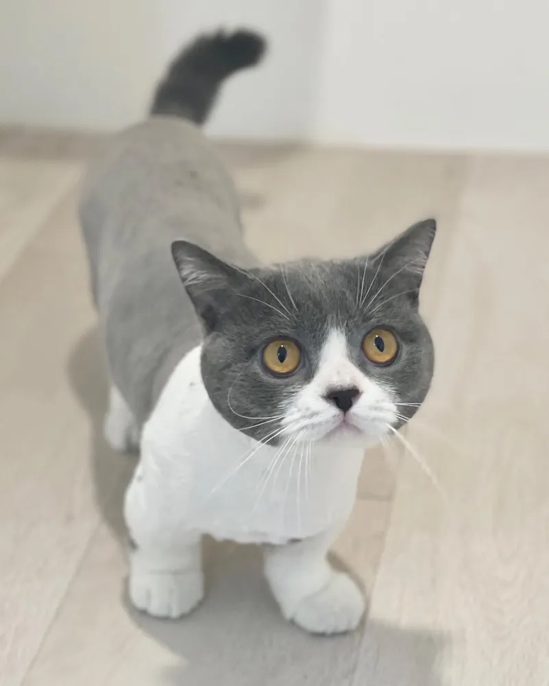 고양이이발관 대표 이미지