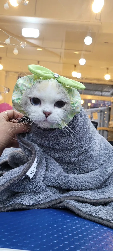 아토냥 대표 이미지