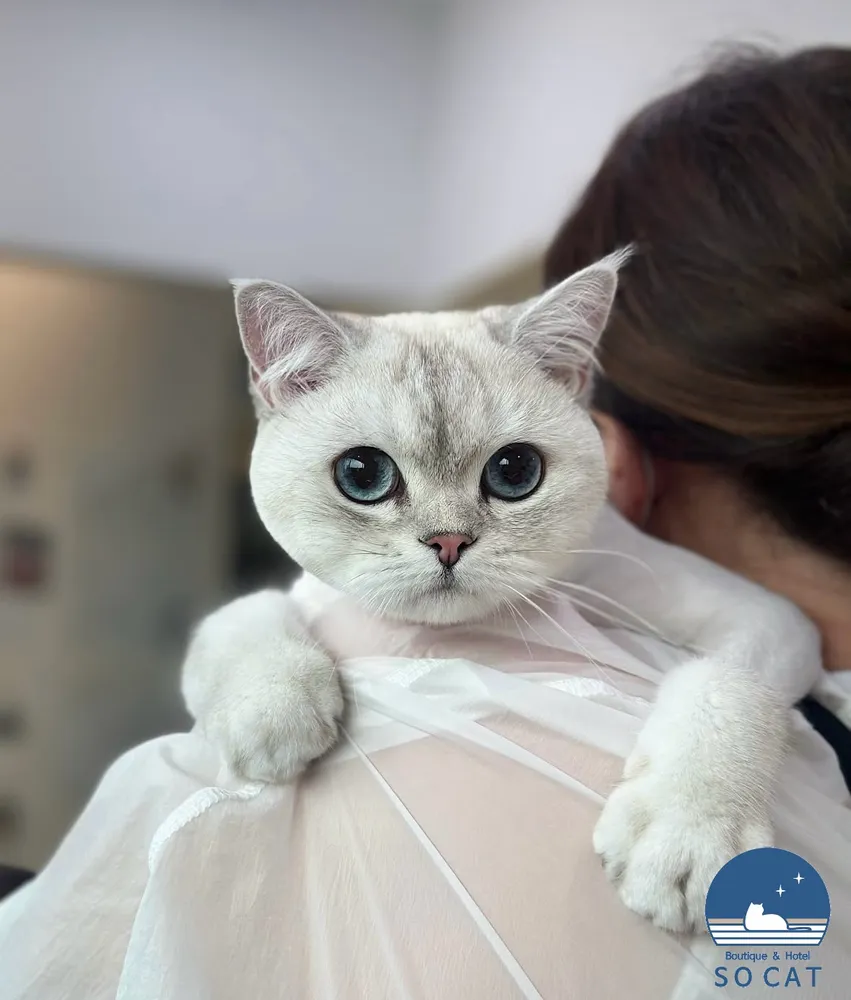 쏘캣 대표 이미지