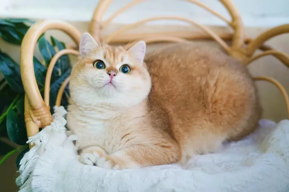 캣프렌드 대표 이미지