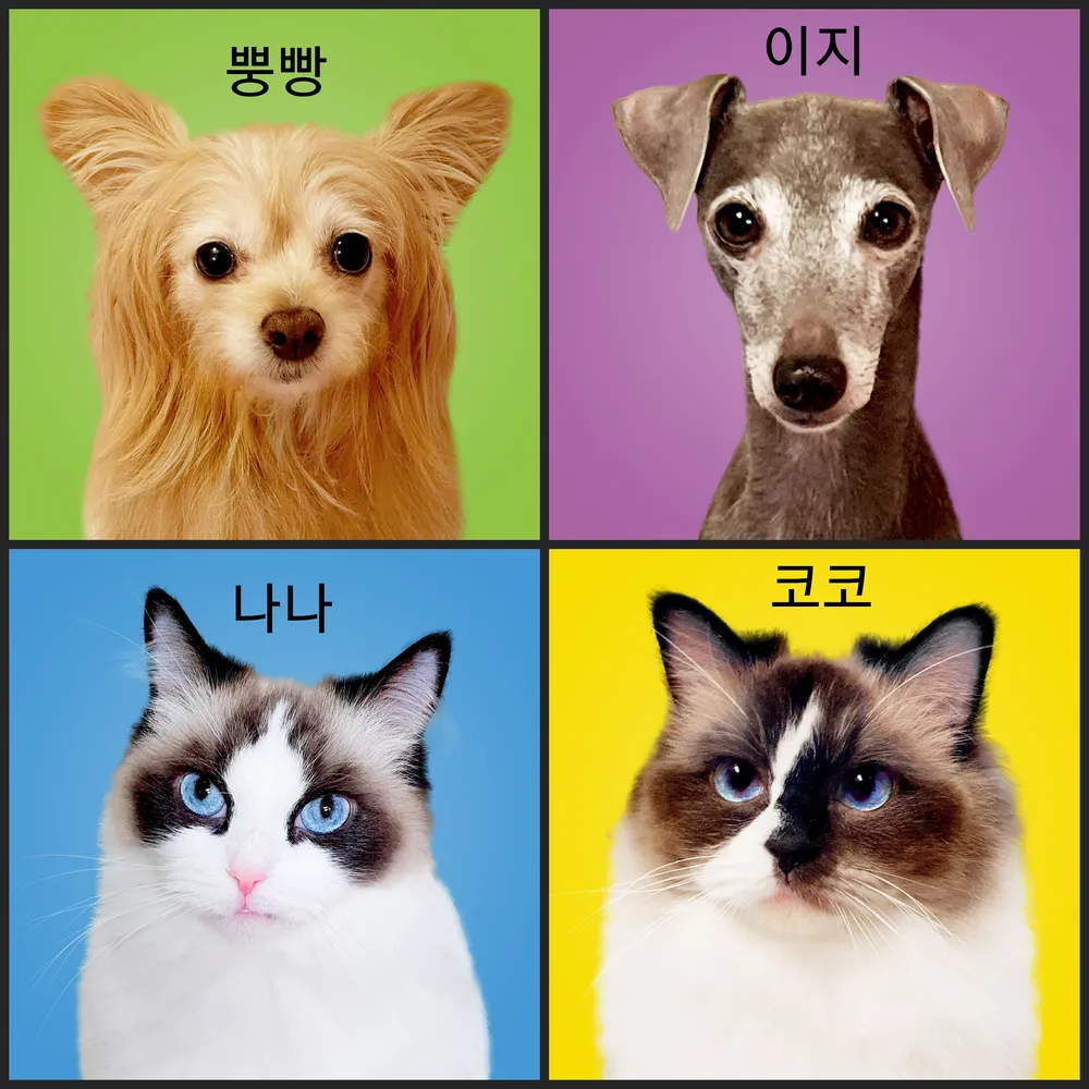 뿡이나코 대표 이미지