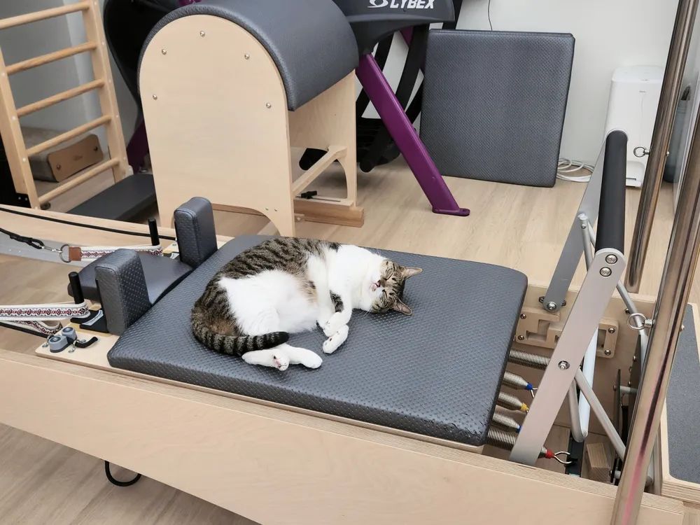 필라테스진 대표 이미지