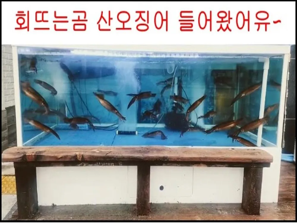 회뜨는곰 대표 이미지