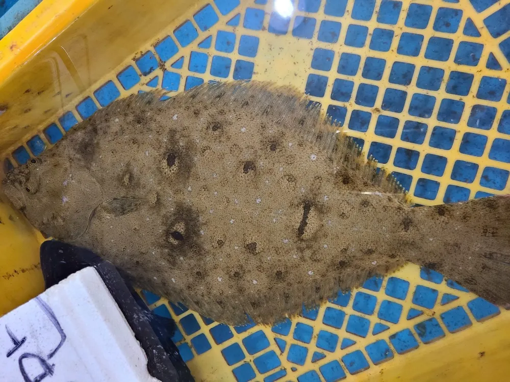 백사장수산물어시장 대표 이미지