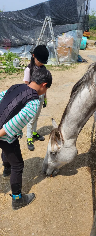 에스라인승마장 한국승마교육원 대표 이미지