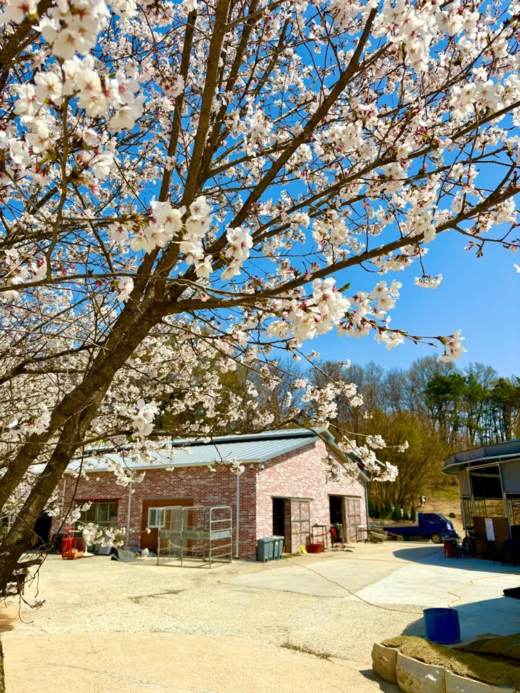 세종승마장 대표 이미지