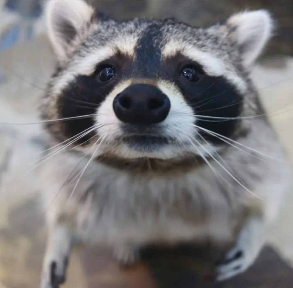 너구리와친구들 은행점 대표 이미지