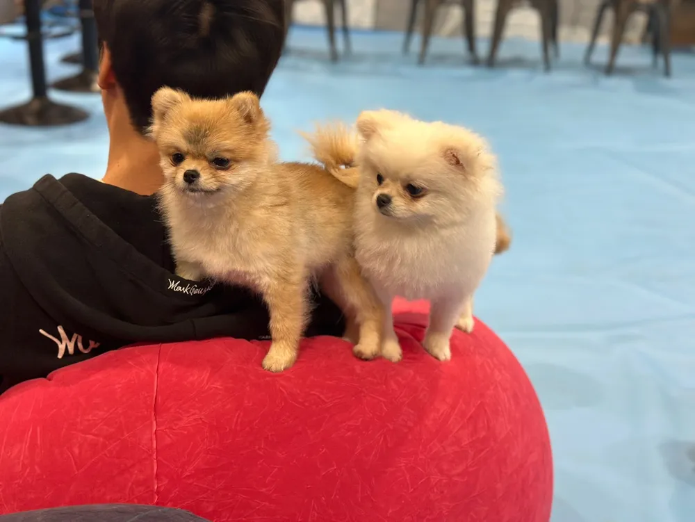 힐링몽앤냥 대표 이미지