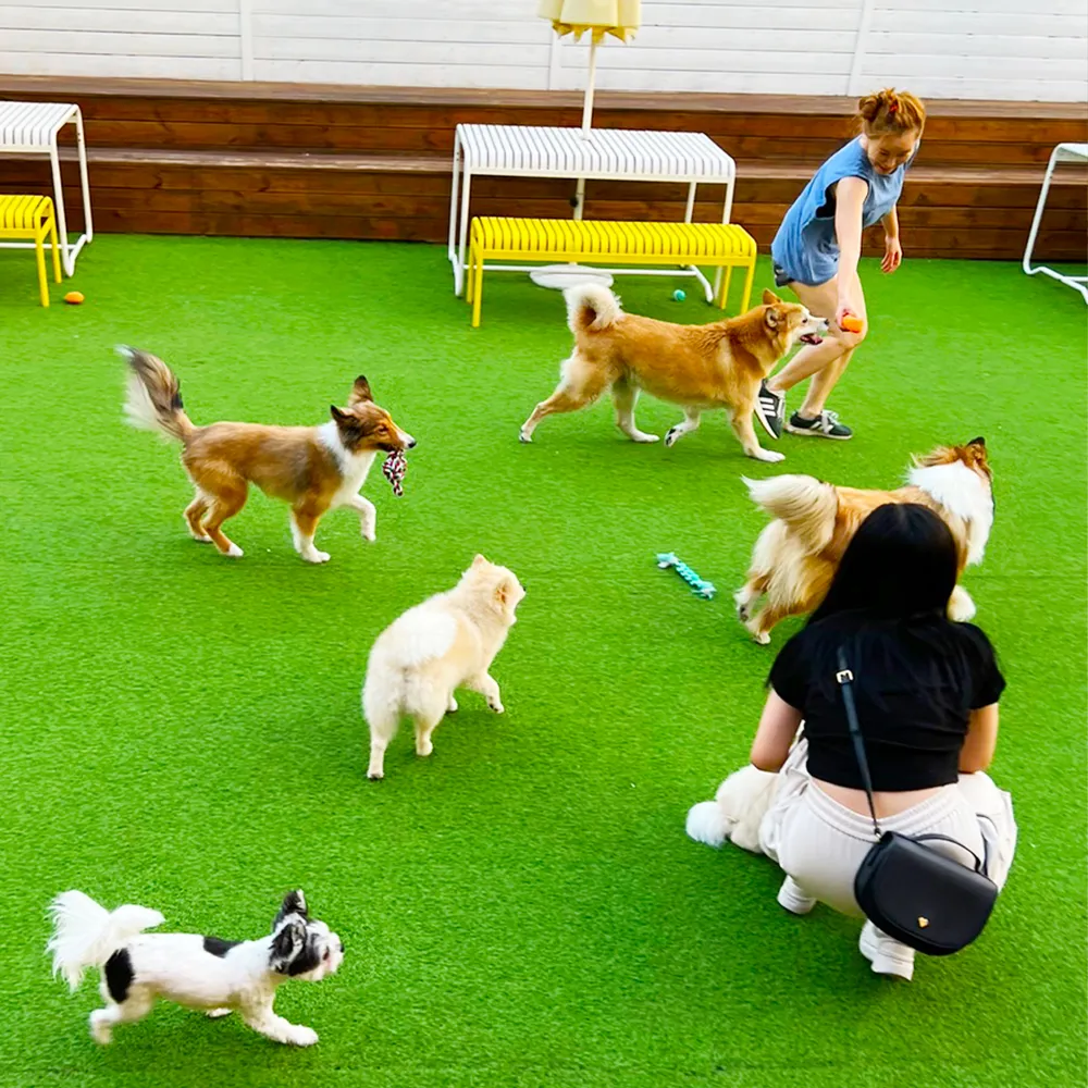 아이조아펫파크 서울점 대표 이미지