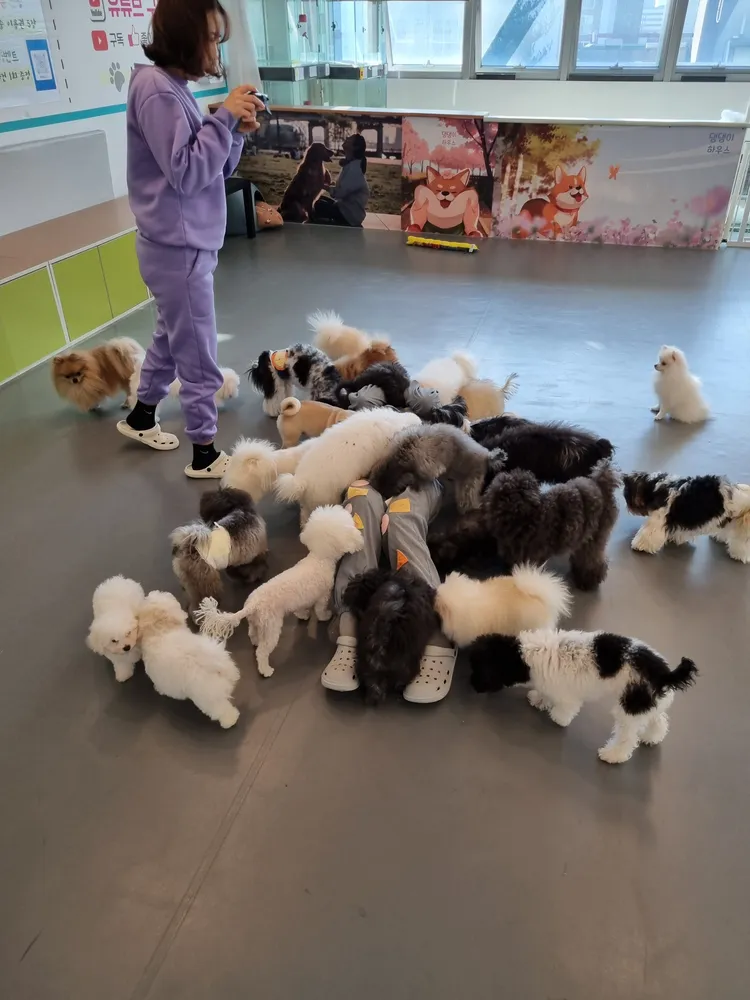 약지상주견애견카페 대표 이미지