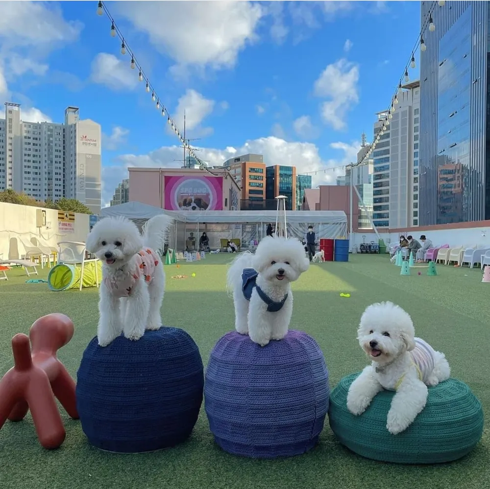 스포독 대표 이미지