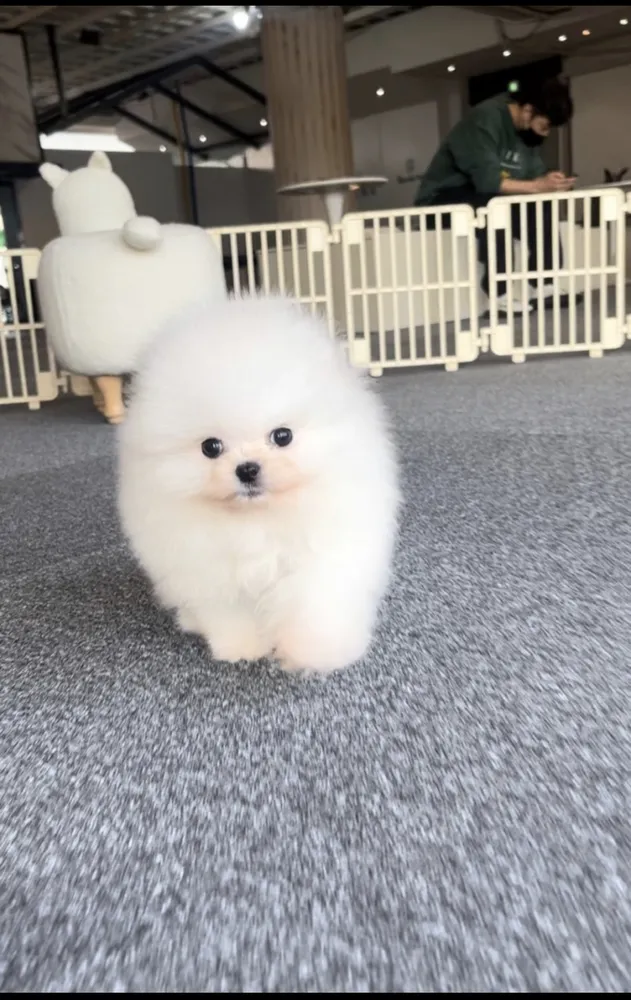 젠틀펫 대표 이미지