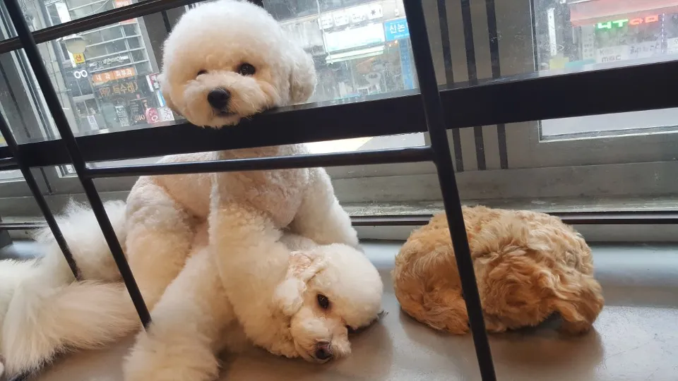 봉브라더스 대표 이미지