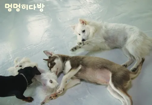 멍멍이다방 애견카페 대표 이미지